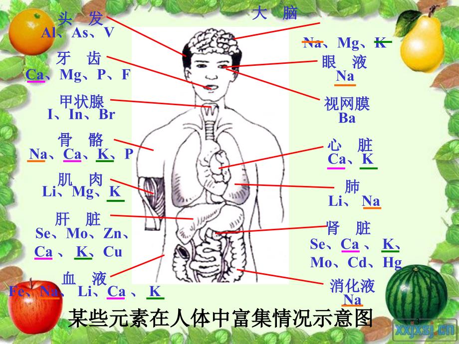 12.2化学元素与人体健康.ppt_第3页