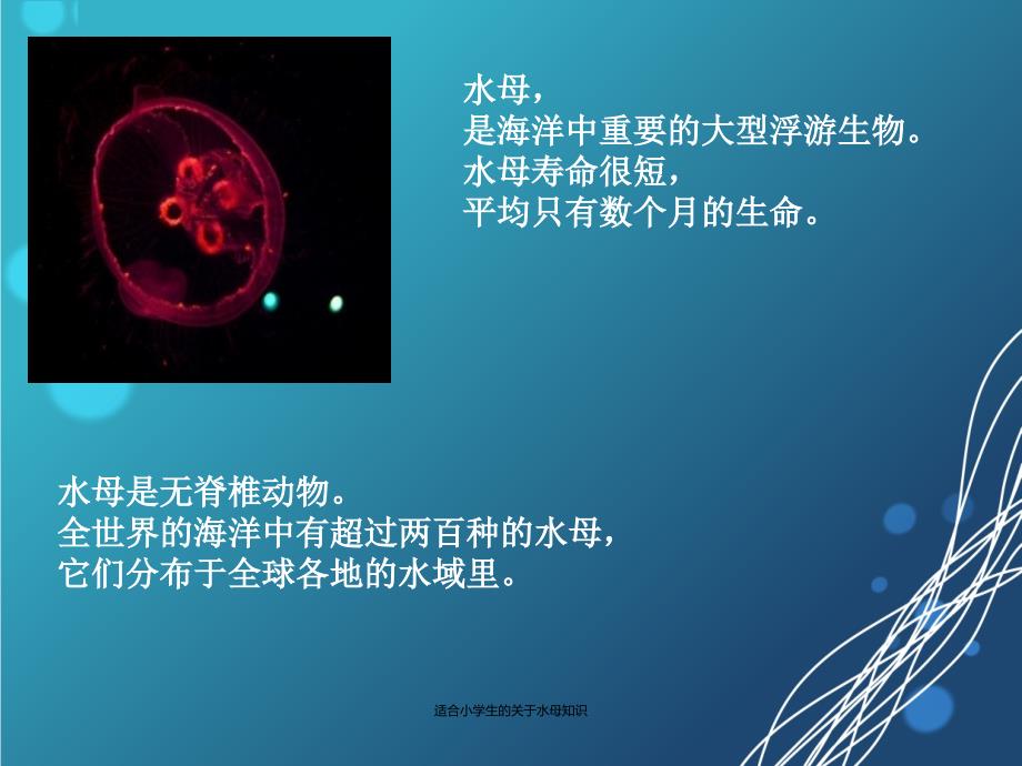 适合小学生的关于水母知识经典实用_第4页