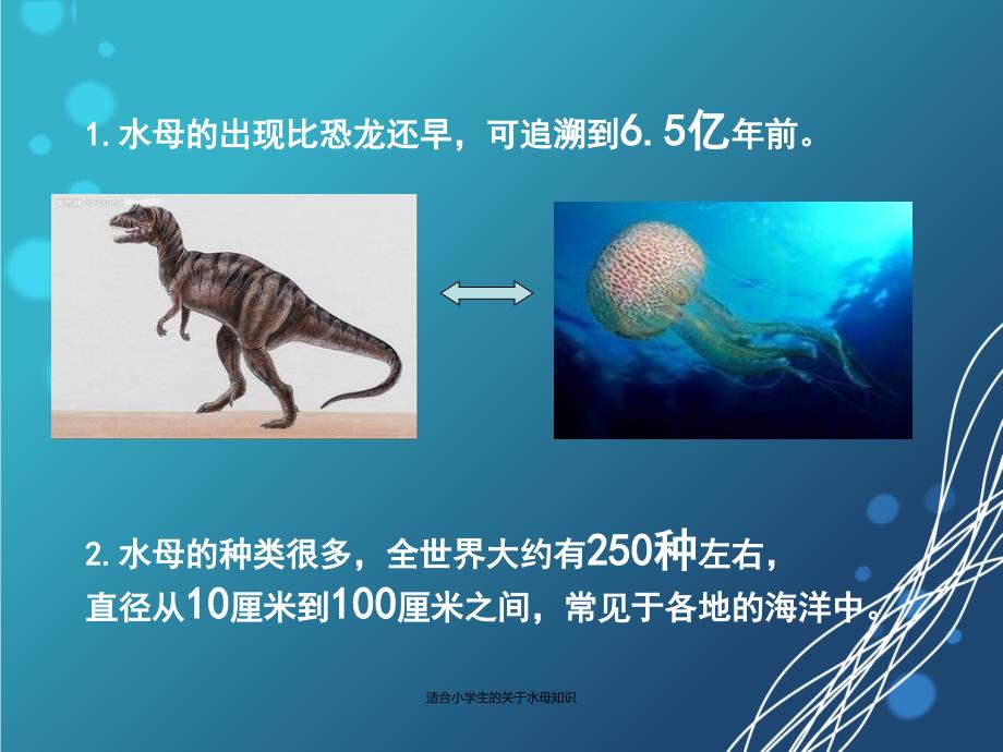 适合小学生的关于水母知识经典实用_第5页