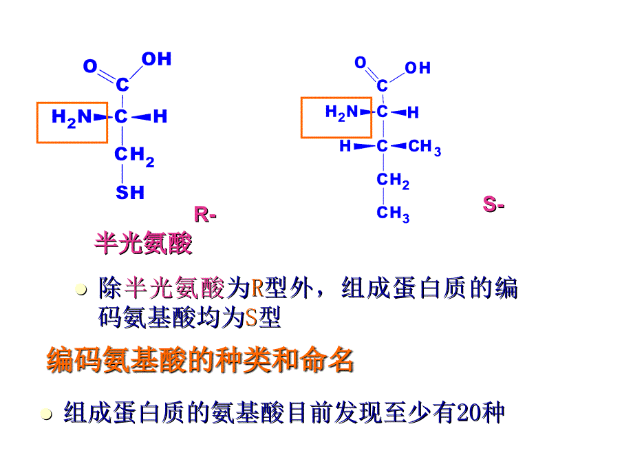 有机化学：第15章 氨基酸多肽和蛋白质_第3页