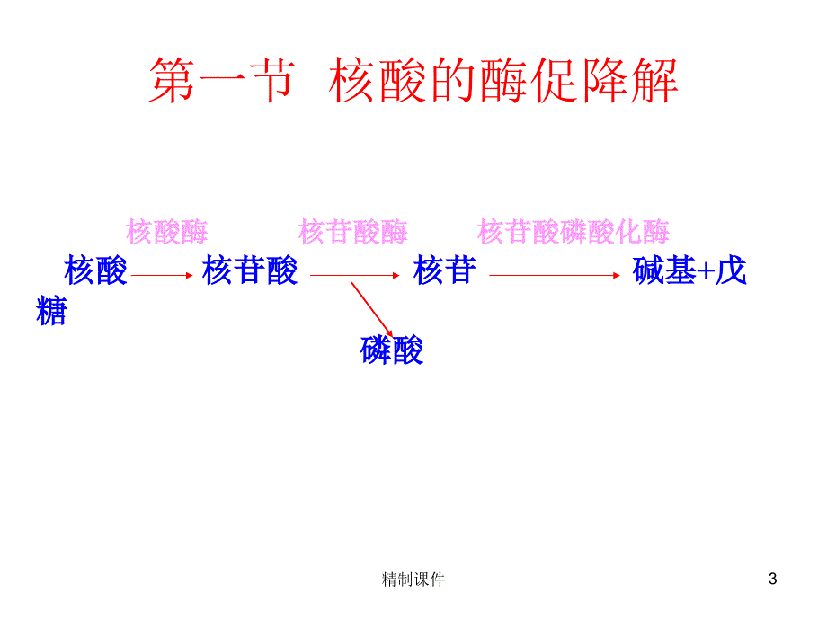 生物化学ppt第十章核酸的酶促降解和核苷酸代谢#精制课件_第3页