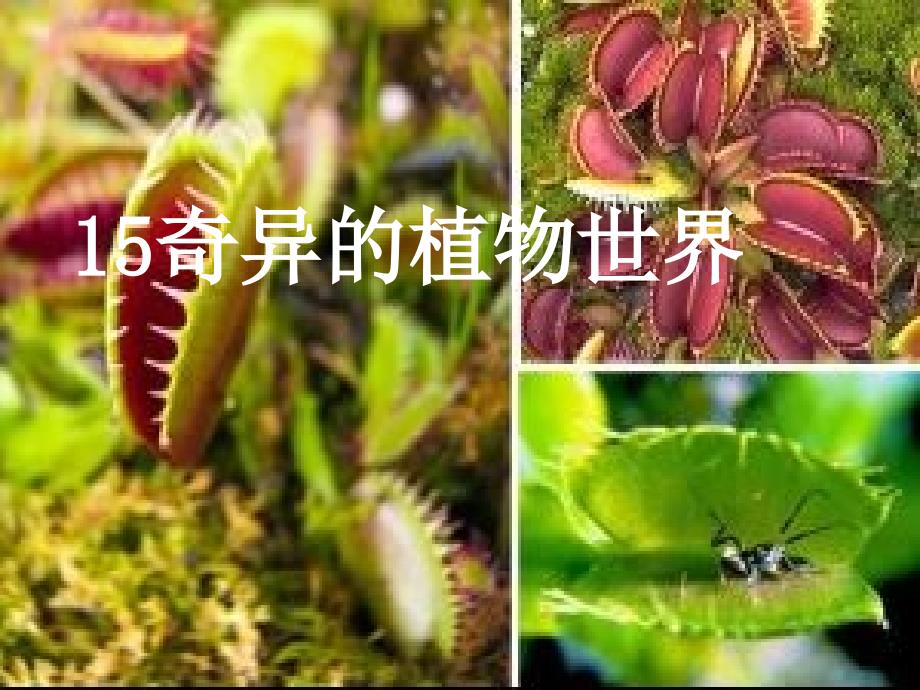 奇异的植物世界_第1页