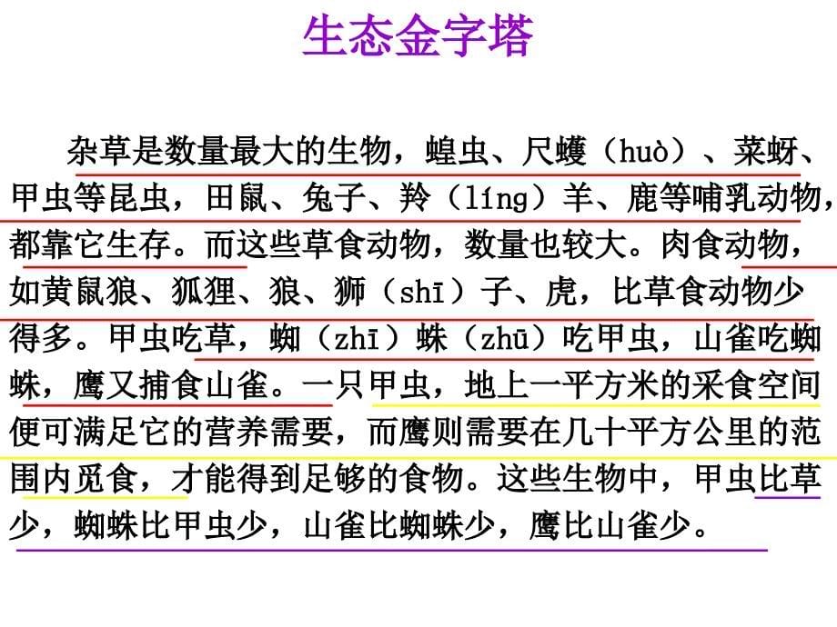 推荐五年级上册语文课件16生态金字塔湘教版共29张PPT_第5页