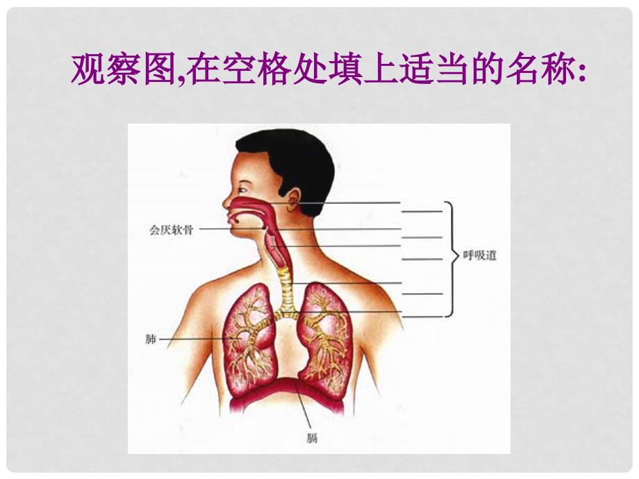 七年级生物下册 4.3.1 呼吸道对空气的处理课件2 （新版）新人教版_第3页