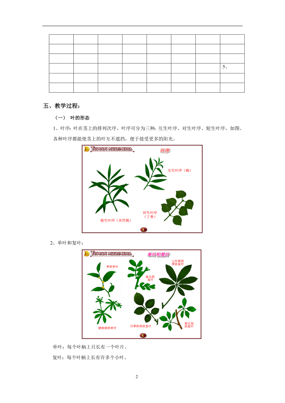 41绿色植物的营养器官三_第2页