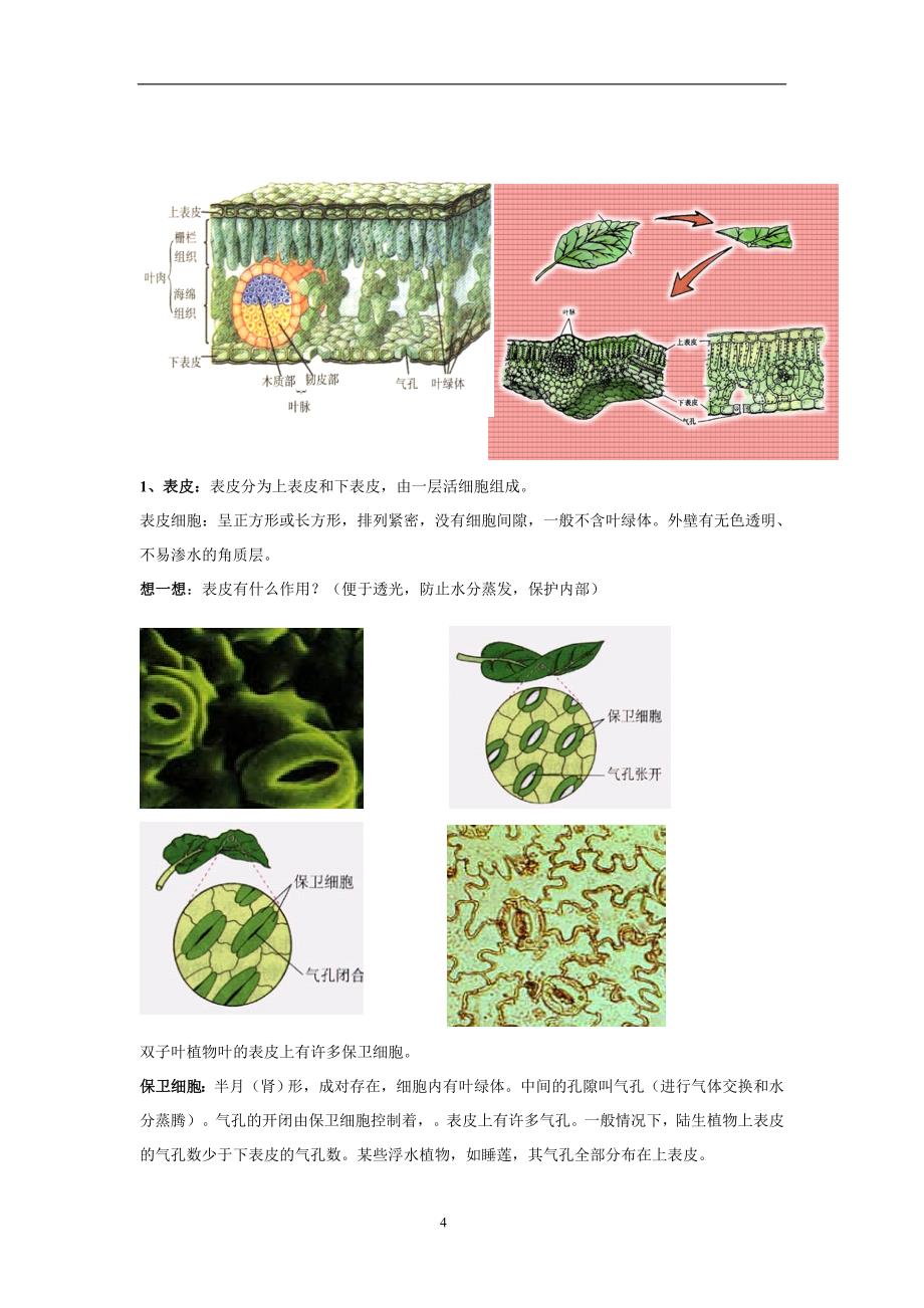 41绿色植物的营养器官三_第4页