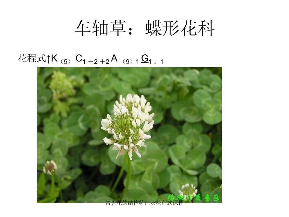 常见花的结构特征及花程式课件_第5页