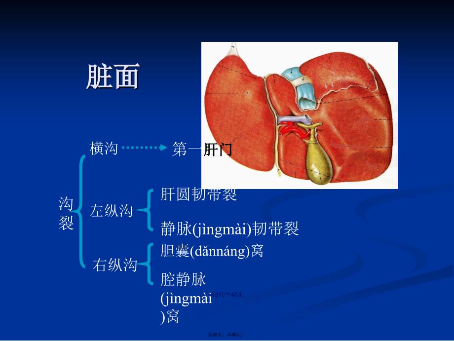 肝脏应用解剖学习教案_第4页