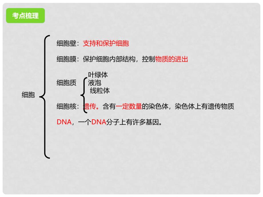 中考生物二轮复习 专题突破三 生物体的结构层次教学课件_第4页