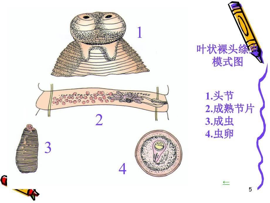 绦虫病裸头绦虫说课材料_第5页