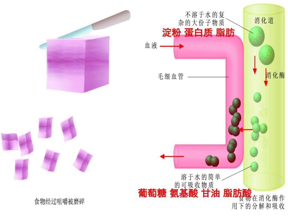 医学专题：济南出版社---消化与吸收-(1)_第4页