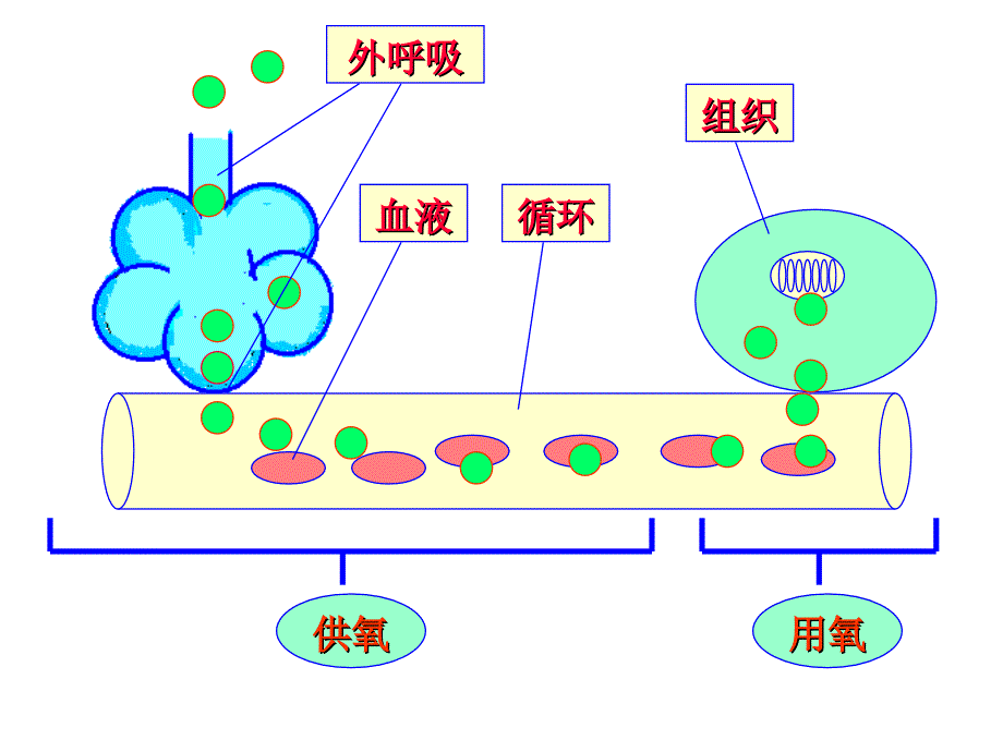 课件-病理生理学-呼吸衰竭_第2页