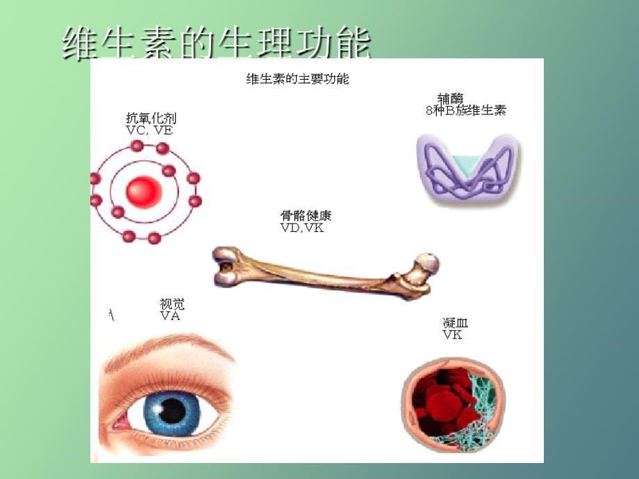 公共营养师第三章第六节维生素_第5页