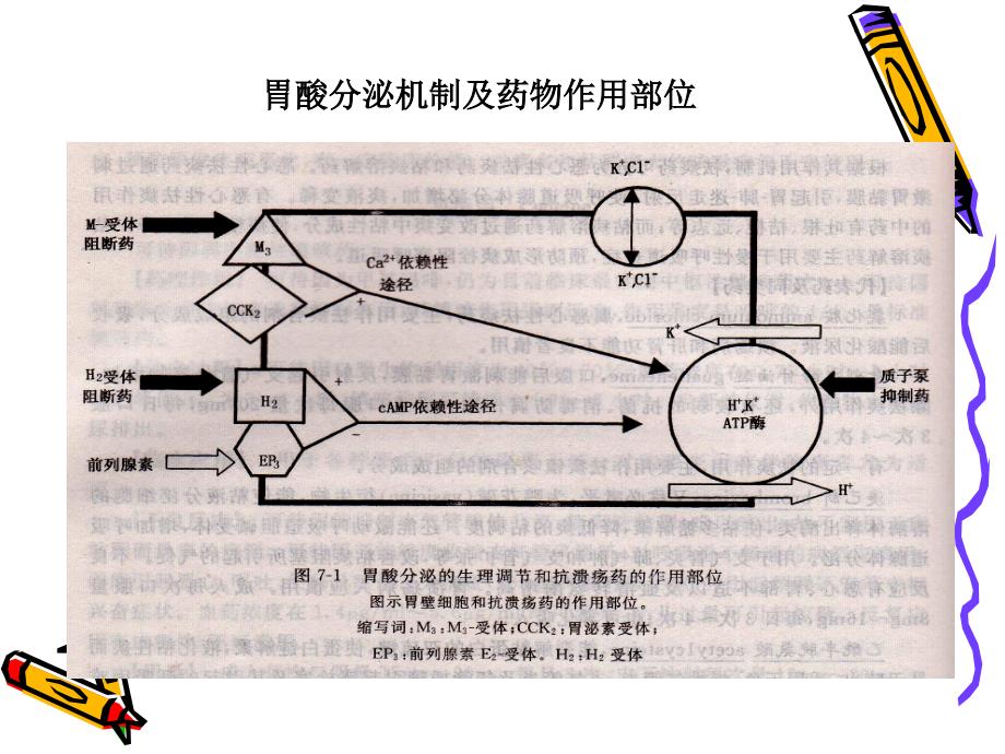 消化系统常用药物课件_第3页