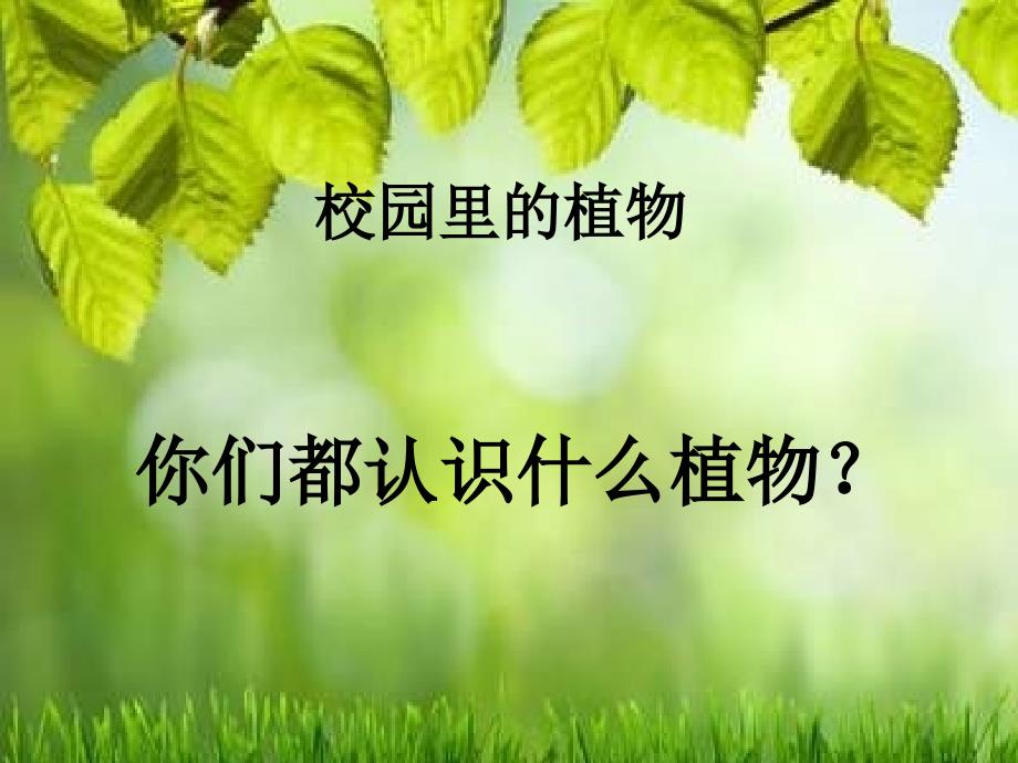 苏教版科学三上校园里的植物PPT课件8_第1页