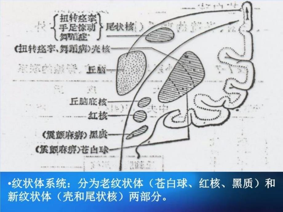 最新协调运动与平衡功能的评定精品课件_第5页