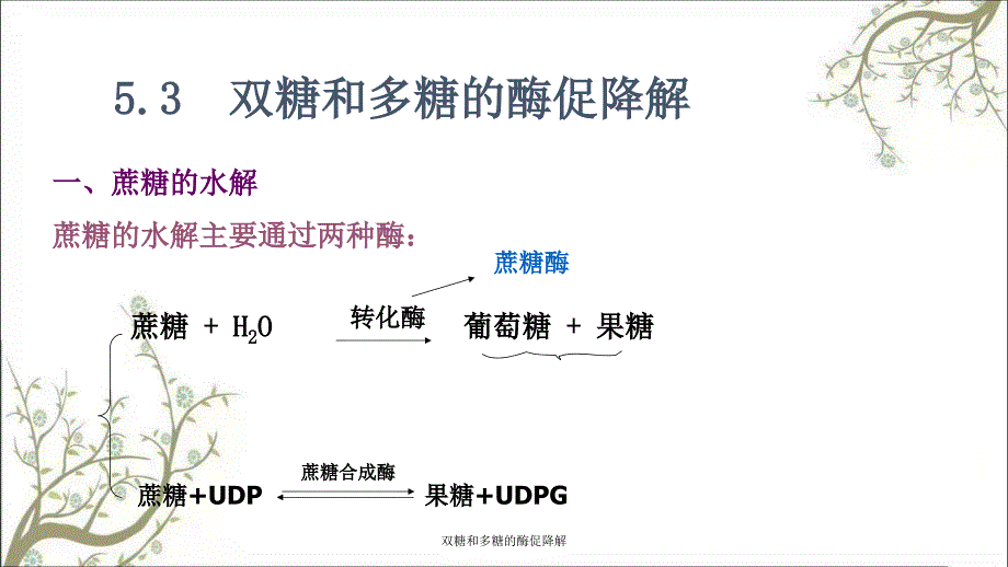 双糖和多糖的酶促降解_第1页