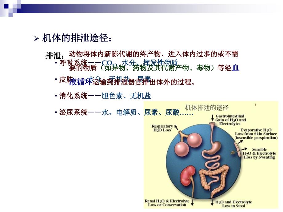 动物生理学泌尿(修改)PPT课件_第1页