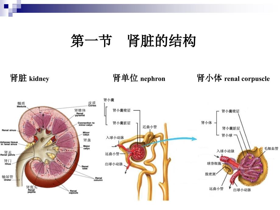 动物生理学泌尿(修改)PPT课件_第4页