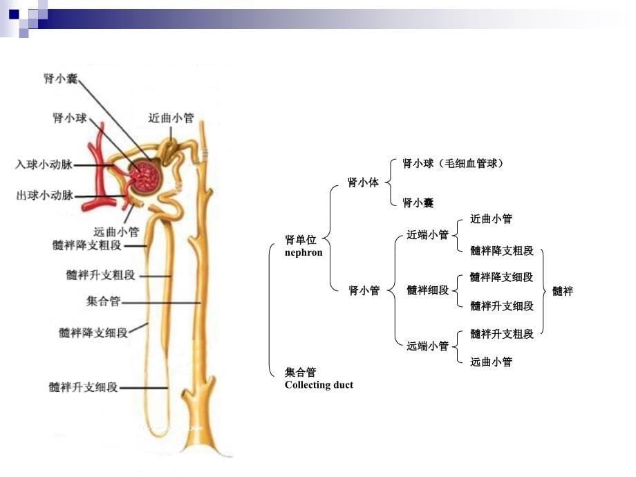 动物生理学泌尿(修改)PPT课件_第5页