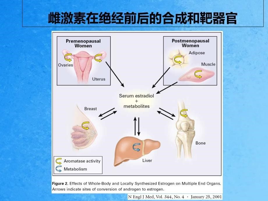 乳腺癌内分泌治疗简介ppt课件_第5页