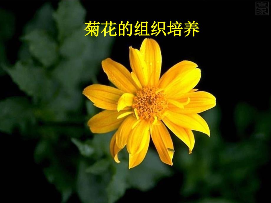 高中生物《第三章 第一节 菊花的组织培养》课件4 新人教版选修1_第2页