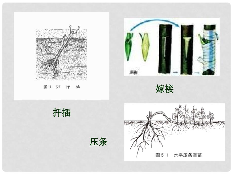 高中生物《第三章 第一节 菊花的组织培养》课件4 新人教版选修1_第4页