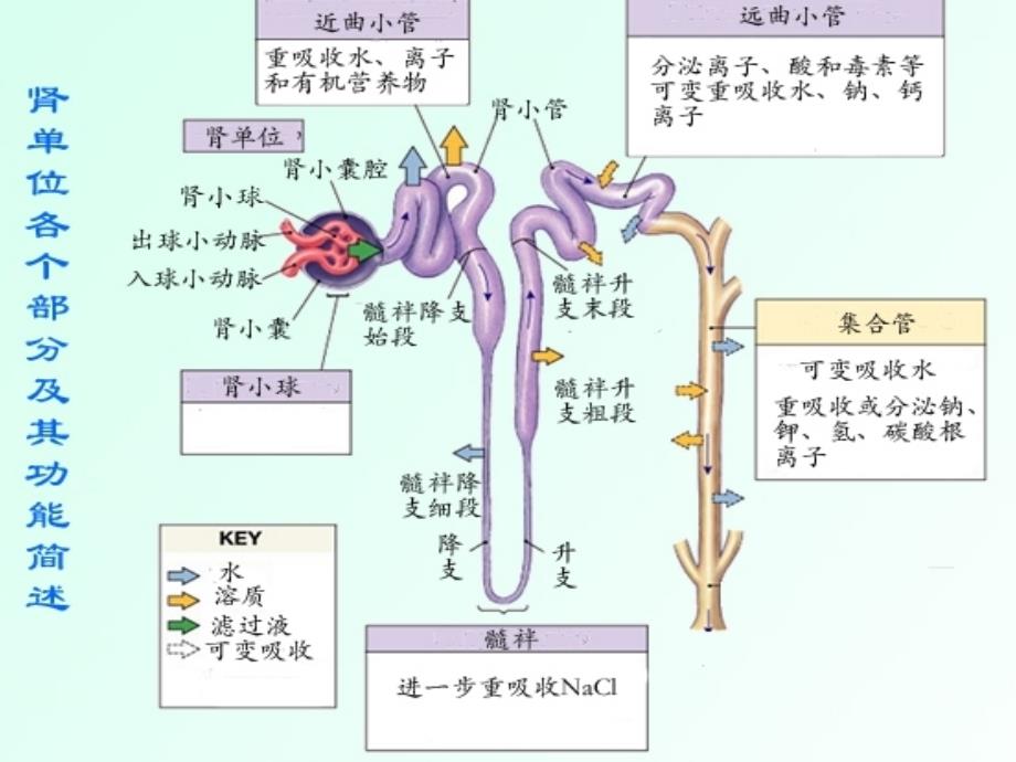 尿液微量蛋白检测的临床意义_第2页