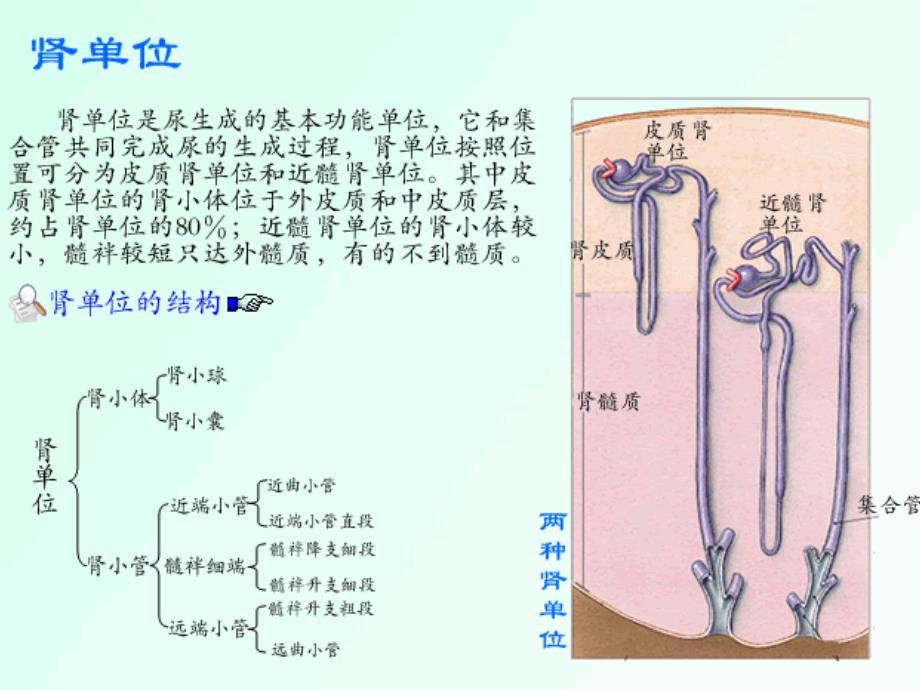 尿液微量蛋白检测的临床意义_第3页