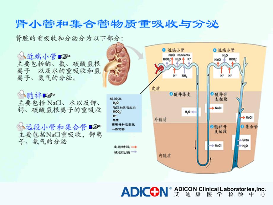 尿液微量蛋白检测的临床意义_第4页