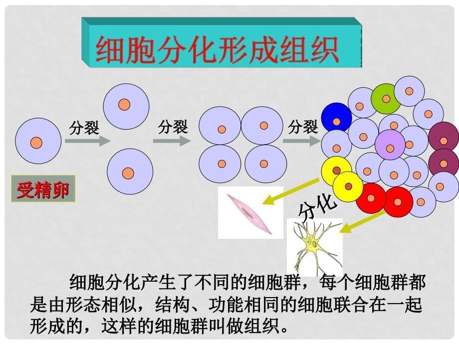 辽宁省凌海市七年级生物上册 2.2.2动物体的结构层次课件 （新版）新人教版_第5页