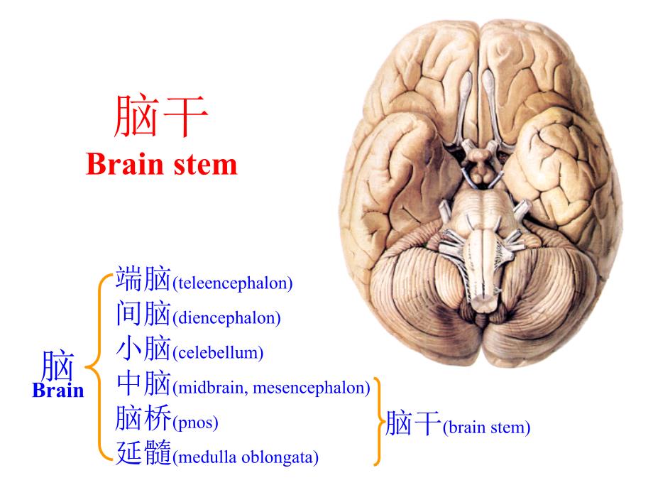 脑干【人体解剖】_第1页