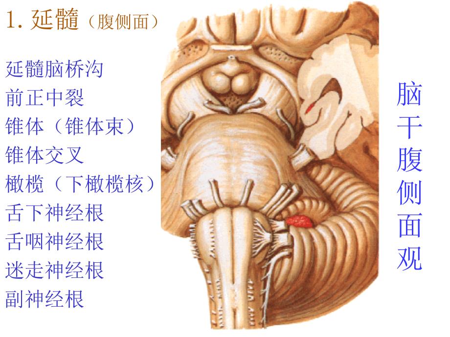 脑干【人体解剖】_第4页