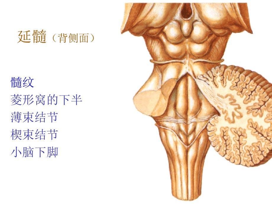 脑干【人体解剖】_第5页