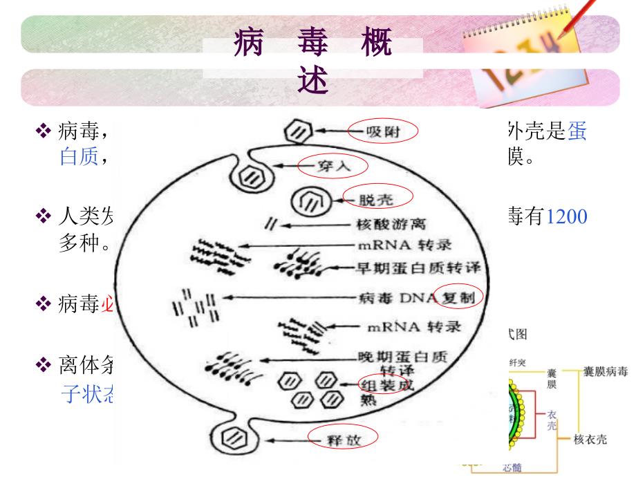 抗病毒药物及H7N9_第4页