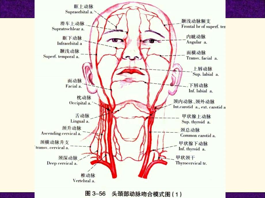 口腔和面部解剖学-头颈部血管课件_第3页