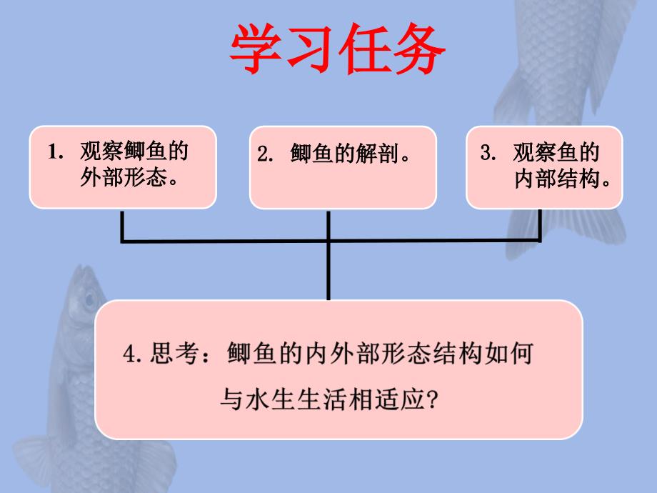 观察和解剖鲫鱼(实验)课件_第3页