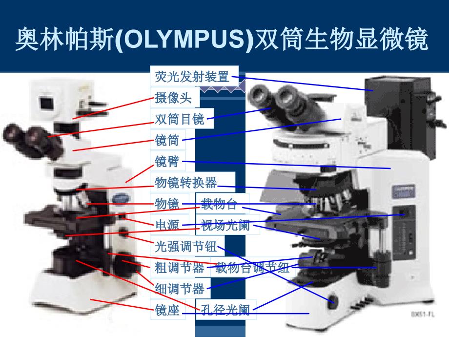 掌握简单染色法和革兰氏染色法的原理及操作步骤ppt课件_第3页