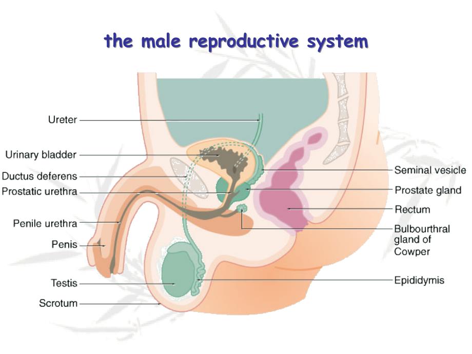 组织学与胚胎学男性生殖系统_第2页