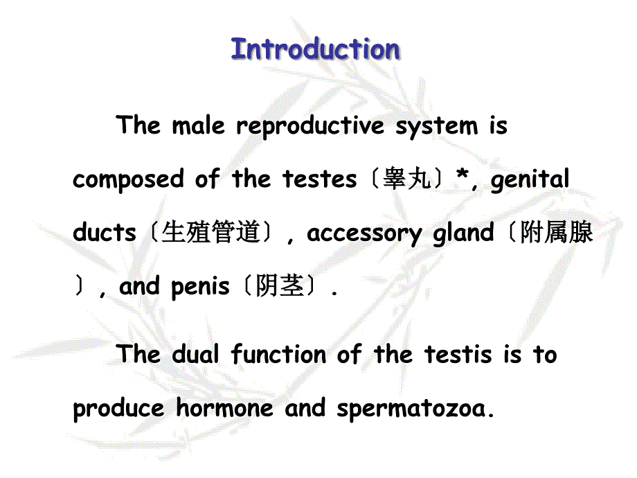 组织学与胚胎学男性生殖系统_第3页