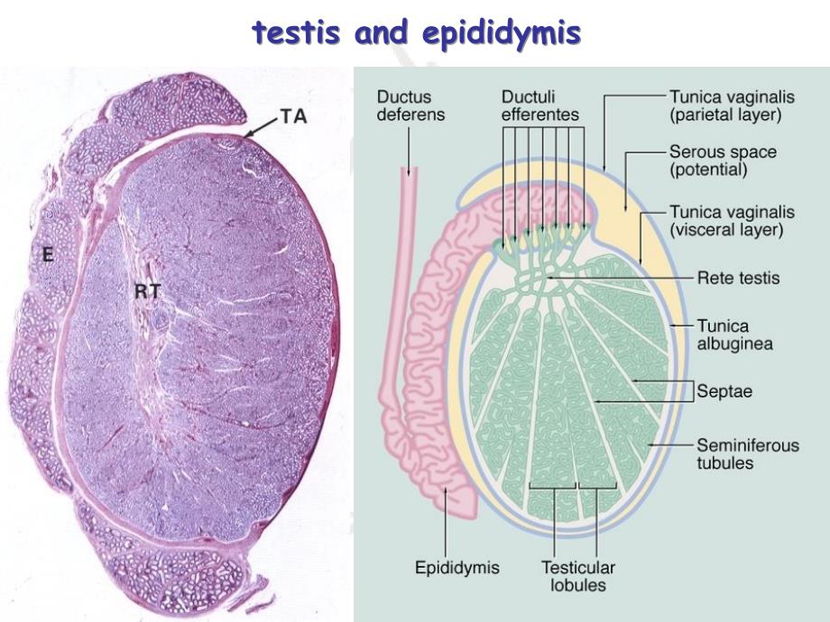组织学与胚胎学男性生殖系统_第4页