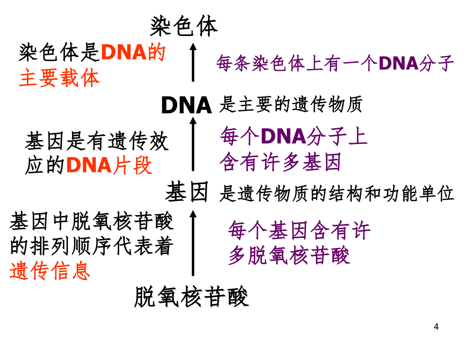 生物4.1基因指导蛋白质的合成新人教版必修2PPT课件_第4页