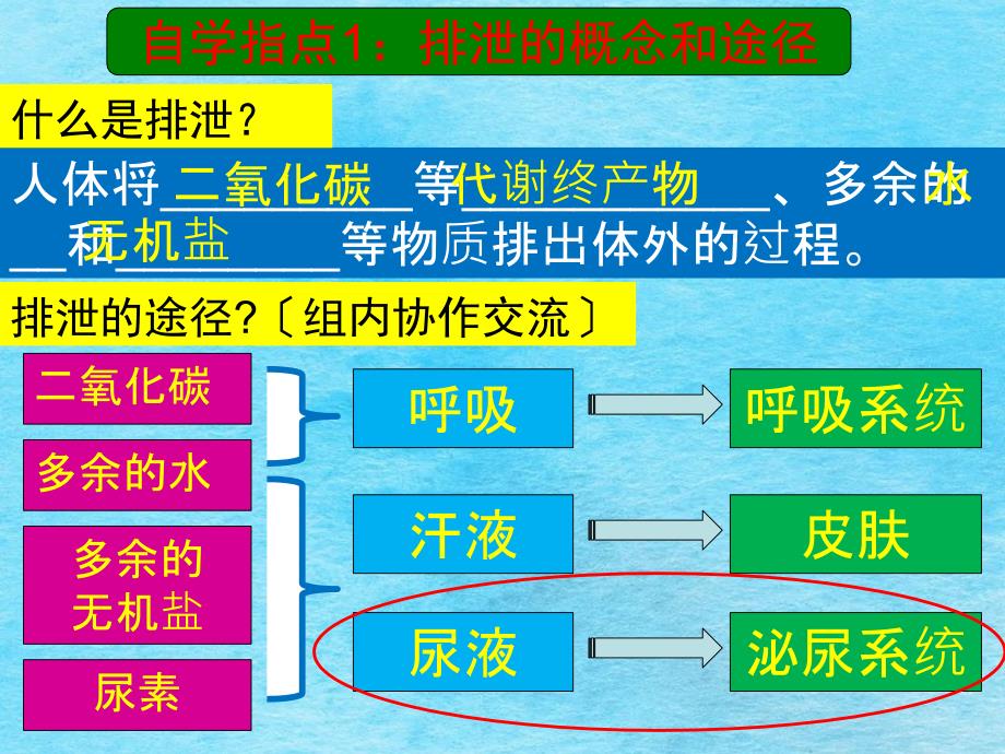 生物第四章尿的形成和排出ppt课件_第2页