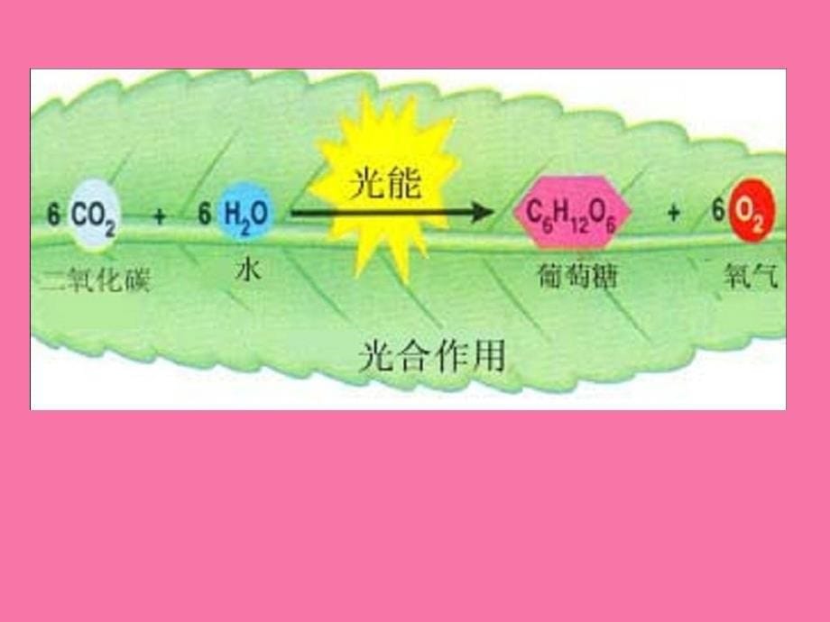 第五章光合作用ppt课件_第5页