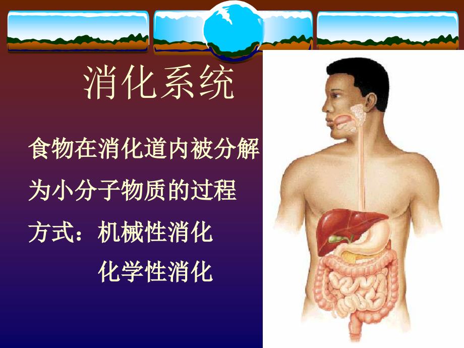 人体生理学：第六章消化系统_第1页