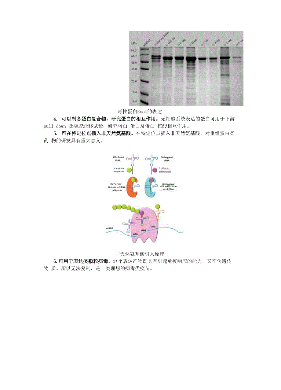 无细胞表达系统的发展及优势介绍_第3页