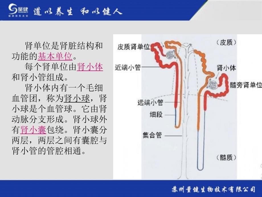 泌尿系统简述PPT课件_第5页