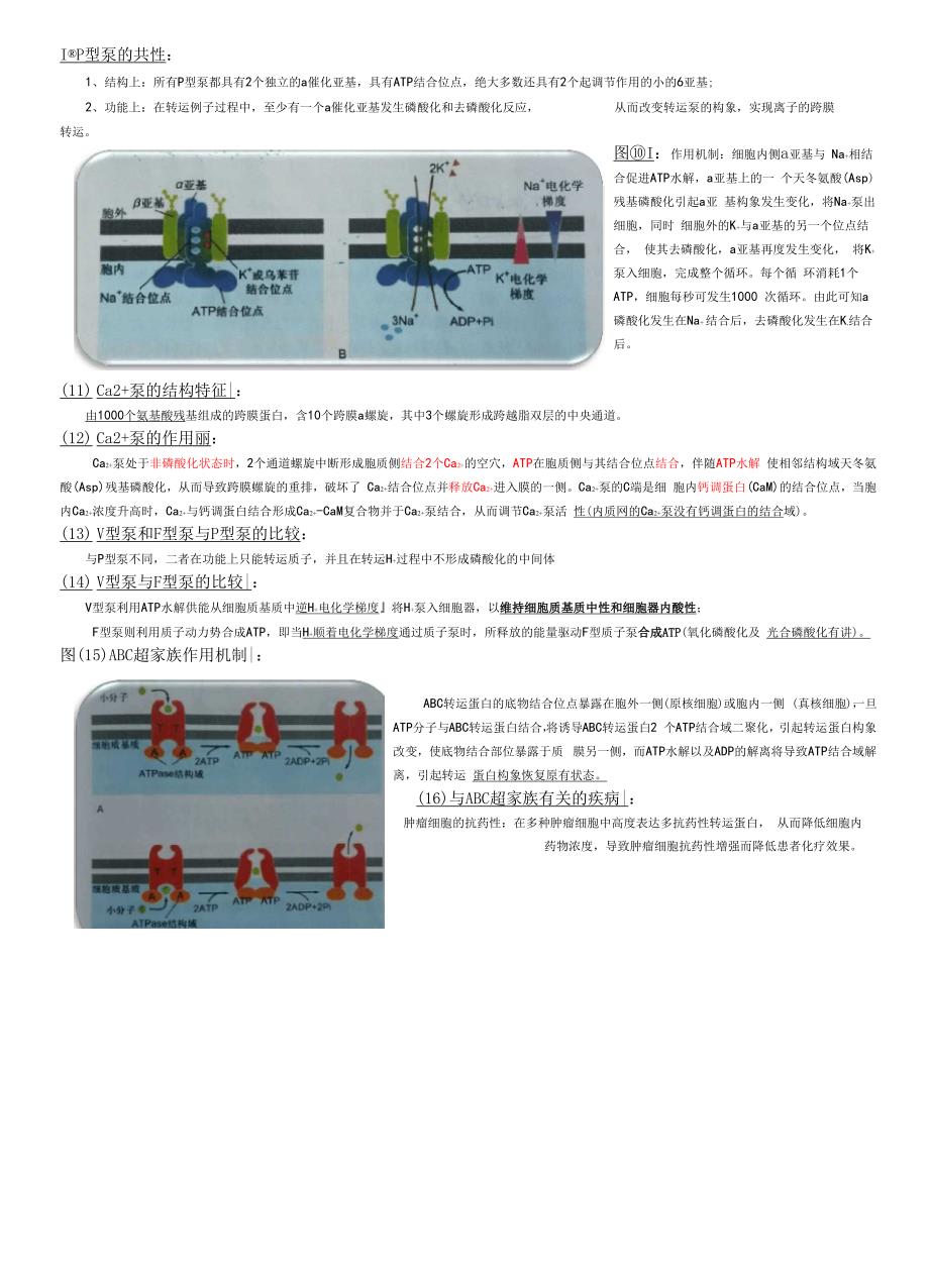 物质的跨膜运输_第3页