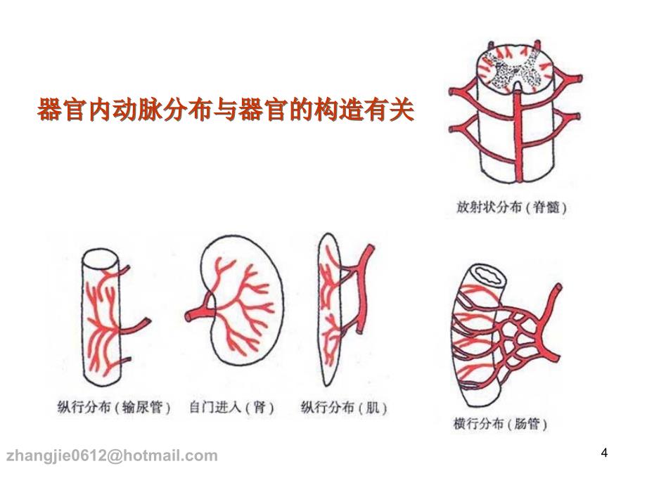 系统解剖学：16 动脉_第4页