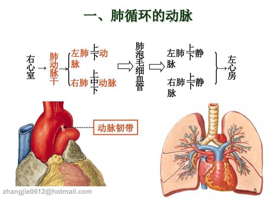 系统解剖学：16 动脉_第5页